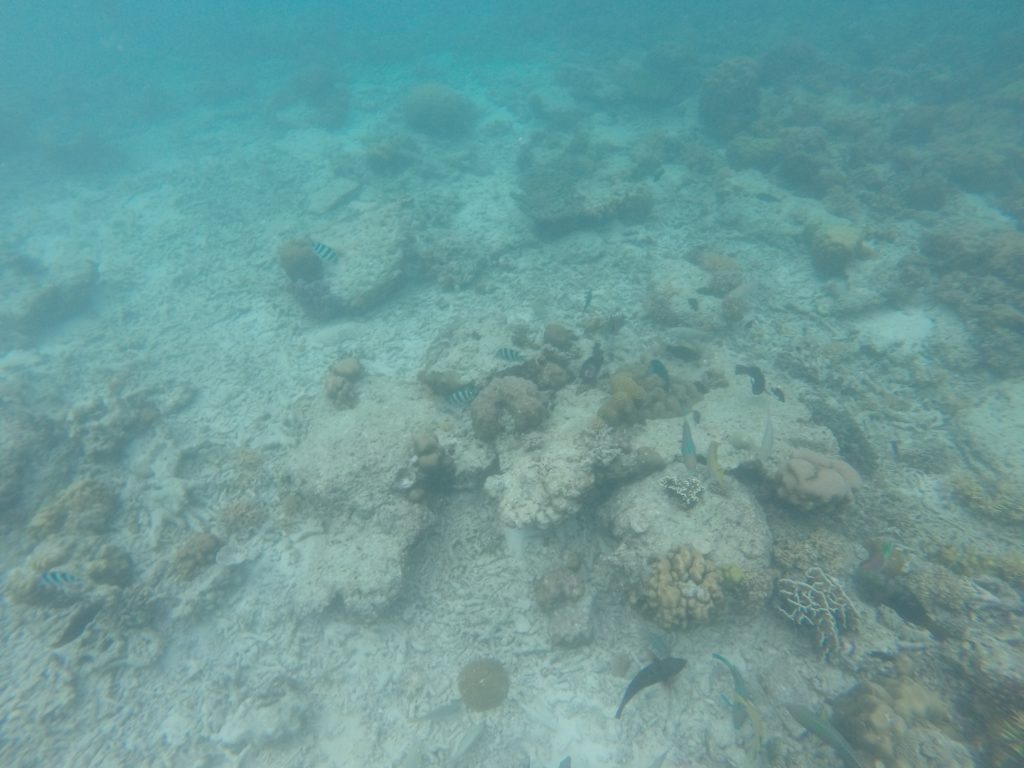 DCIM100GOPRO