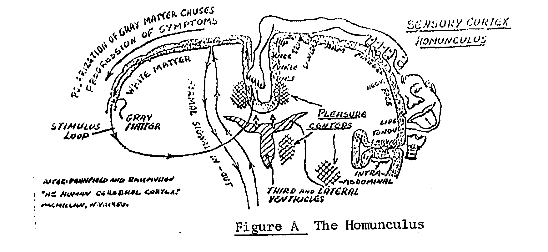 Rys. A: Homonculus